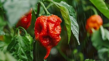 A red pepper plant in the rain photo