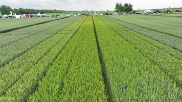 olika sorter av vete är planterade på experimentell tomter. mogning vete planterade i rader för visa video