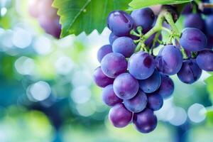 Bunch of grapes hanging from a tree branch photo