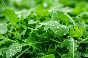 Close up of water droplets on arugula green leaves photo
