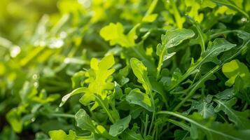 Plants arugula covered in water droplets photo