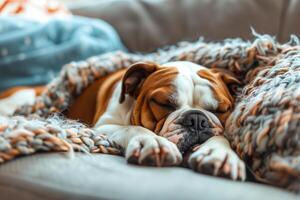 A dog sleeping on a couch photo