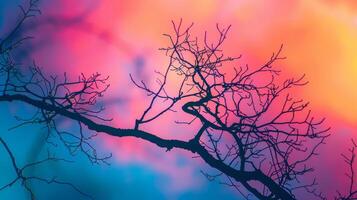 Silhouette of Bare Tree Branches Against Colorful Sunset Sky photo