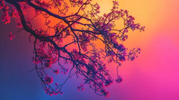 Colorful Sunset Tree Branch with Cherry Blossoms Silhouette on Gradient Background photo