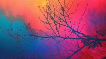 Vibrant Sunset Tree Branches Silhouette On Colorful Sky photo