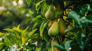 Many pears hanging from tree in sunlight photo