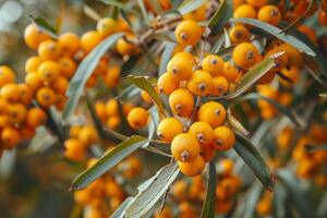 Yellow sea bukthorn berries clustered on tree photo