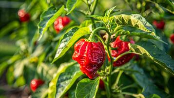 Close up of a red carolina reaper pepper plant with green leaves photo