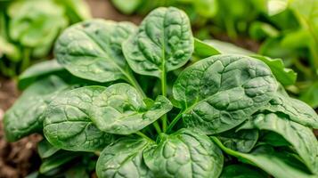 A close up of a spinach plant with green leaves growing in dirt photo