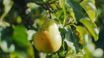 A pear hanging from a tree with leaves photo