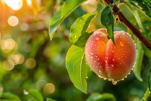 A peach on tree with water drops photo