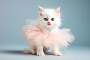 A white cat with a pink tutu seated on a blue surface photo