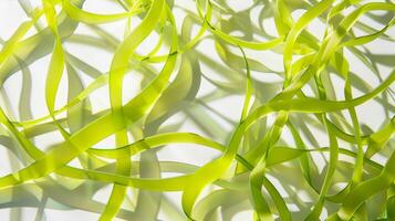Abstract Green Ribbon Pattern Background with Dynamic Flowing Shapes and Organic Light Play photo