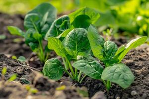 A close up of spinach plants growing in soil photo