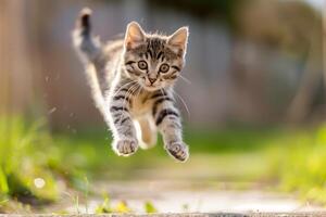 A small kitten jumping in the air photo