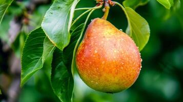 A pear hanging from a tree with water droplets on it photo