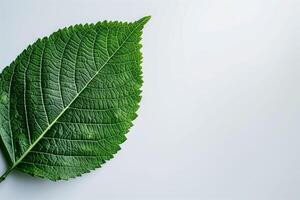A green leaf on a white surface with a white background photo