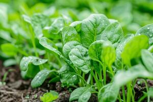 Close-up of thriving spinach plants in soil photo