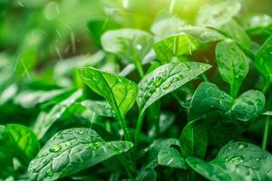 Close-up of wet spinach plant leaf with raindrops photo
