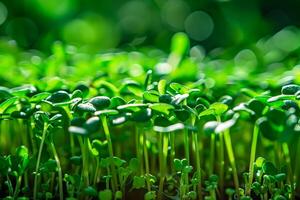 A close up of a cluster of green seedlings sprouting in a meadow photo