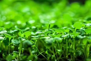 A close-up of lush vegetation in a field photo