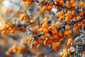 Bunch of orange sea bukthorn berries hanging on a tree photo