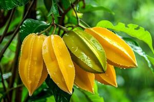 Yellow star fruit hanging from a tree branch photo