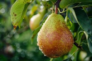 A pear hanging from a tree with water droplets photo