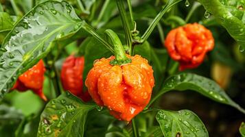 Many orange carolina peppers growing on the plant with water droplets photo