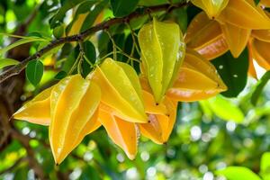Many ripe starfruit hanging from tree photo