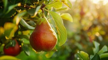 A red pear hanging from a tree in the sunlight photo