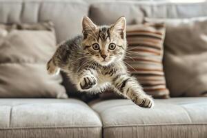 A cat jumping from a couch photo