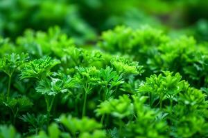 Close up of lush green foliage on plants photo