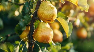 Pears on tree branch in sunlight photo