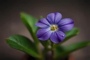 A close up of periwinkle purple flowers with water droplets on them photo