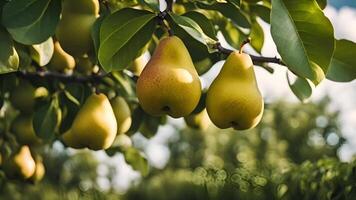 Pears are growing in the orchard video