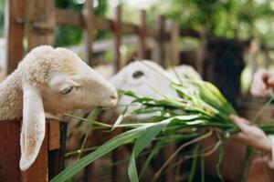 A person feeding a sheep with a piece of green grass in front of a wooden fence photo