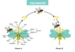 Diagram Showing Pollination With Flower And Bee vector
