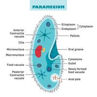 The Structure Of Paramecium Caudatum vector