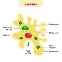 The Biological Structure Of Amoeba vector