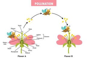 Diagram Showing Pollination With Flower And Bee vector