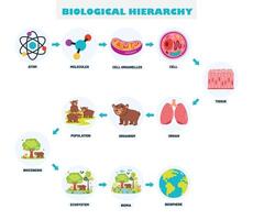 Infographics Of The Biological Hierarchy vector