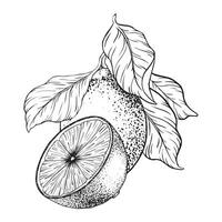 Lemon fruits on branch, Slice of Lemon and leaves. Hand drawn Sketch illustration. Black ink outline of citrus. Design for menu, package, cosmetic, textile vector