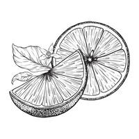 Lemon fruits on branch, Slice of Lemon and leaves. Hand drawn Sketch illustration. Black ink outline of citrus. Design for menu, package, cosmetic, textile vector