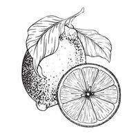 Lemon fruits on branch, Slice of Lemon and leaves. Hand drawn Sketch illustration. Black ink outline of citrus. Design for menu, package, cosmetic, textile vector