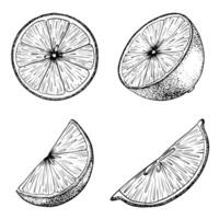 Set of Lemon slice fruits. Sketch Hand drawn illustration. Black outline ink of citrus fruit. Isolated on white background. Design for menu, package, cosmetic, textile vector