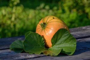 Ripe pumpkin on the table photo