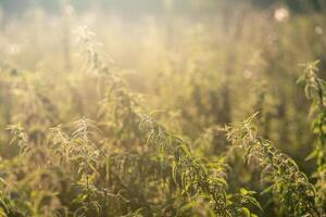Thickets of stinging nettles photo