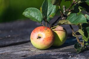 Ripe apples on a branch photo