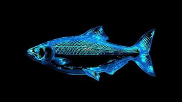 Neon frame effect smoked fish of Latvia, glow, black background. video